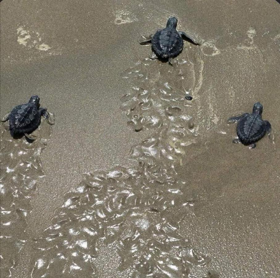 Turtle Guest House Sur Exterior foto