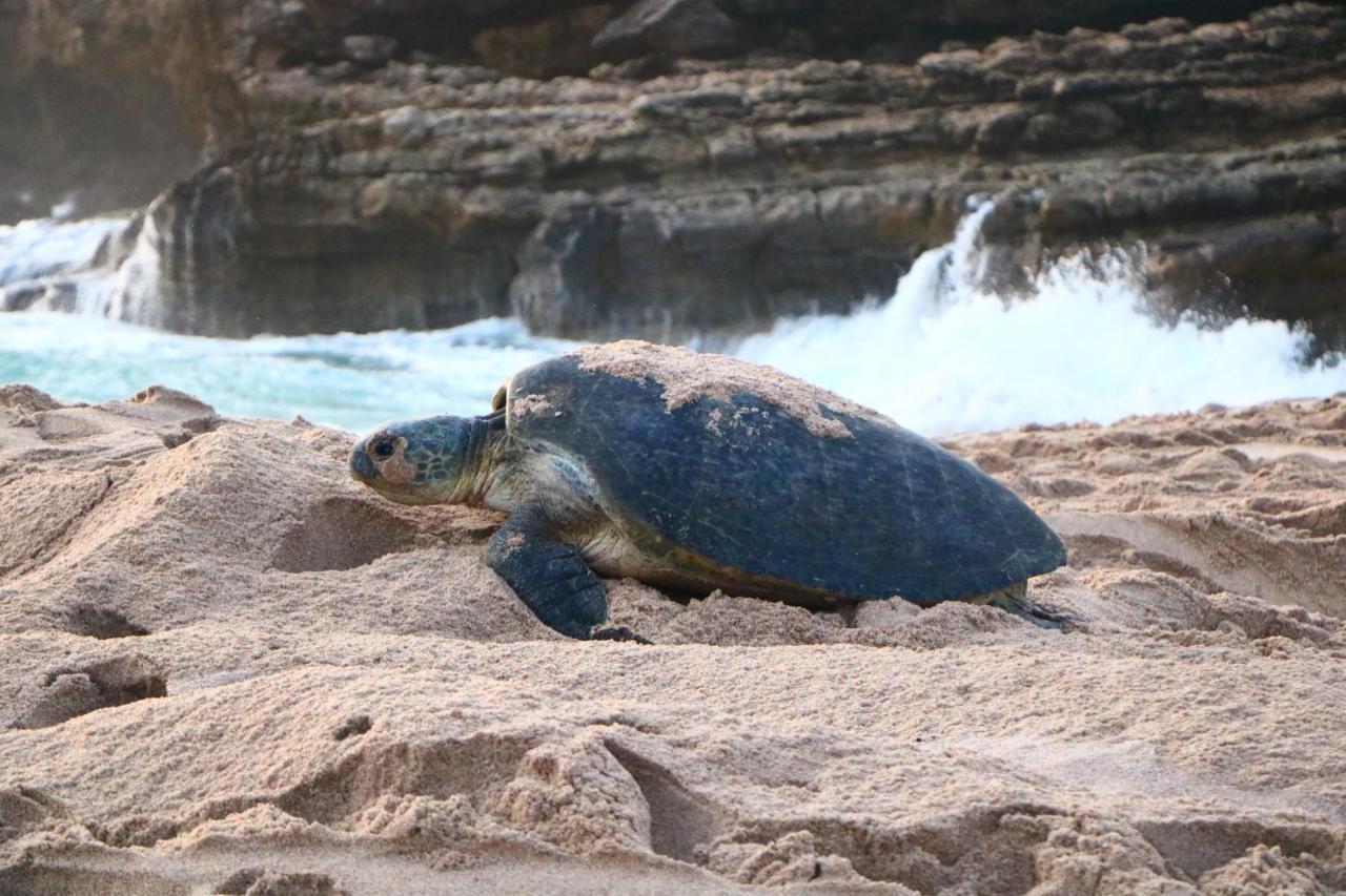 Turtle Guest House Sur Exterior foto