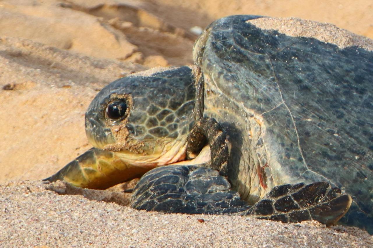 Turtle Guest House Sur Exterior foto